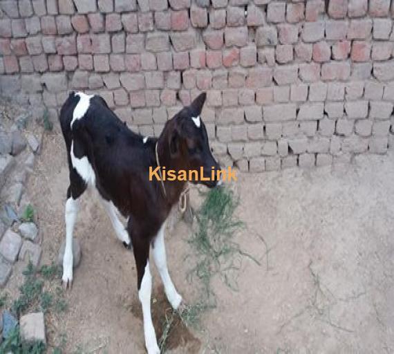 Cow For Sale