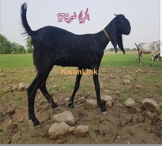 Goat For Sale