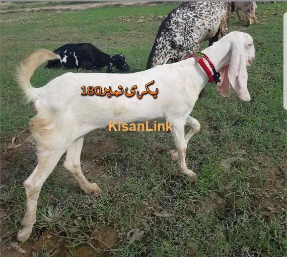 Goat For Sale