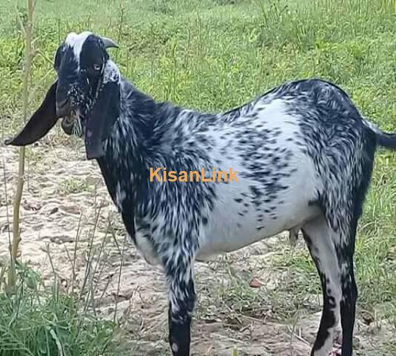 Goat For Sale