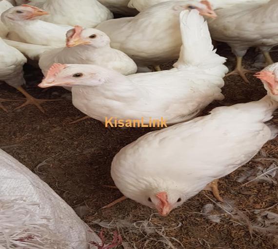 Hens For Sale