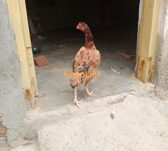Aseel For Sale