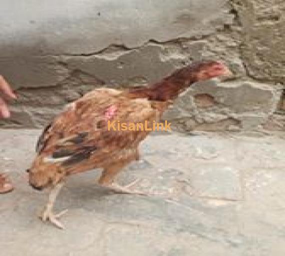 Aseel For Sale