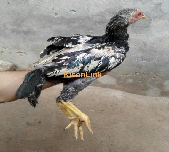 Aseel For Sale