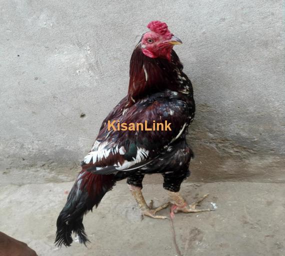 Aseel For Sale