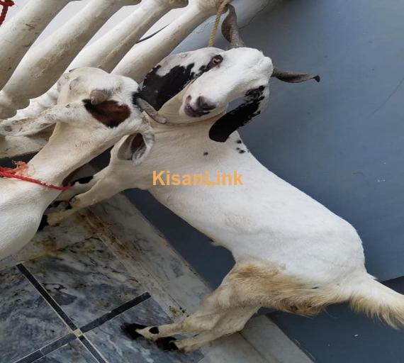 Goat For Sale
