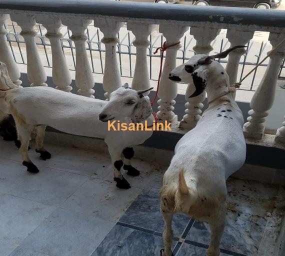 Goat For Sale