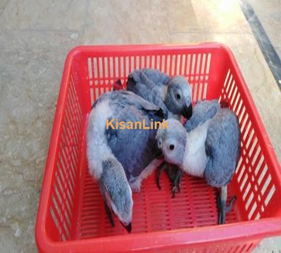 Birds For Sale