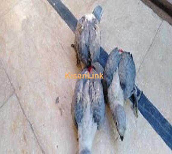 Birds For Sale
