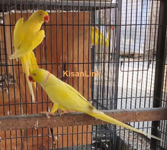 Parrots For Sale