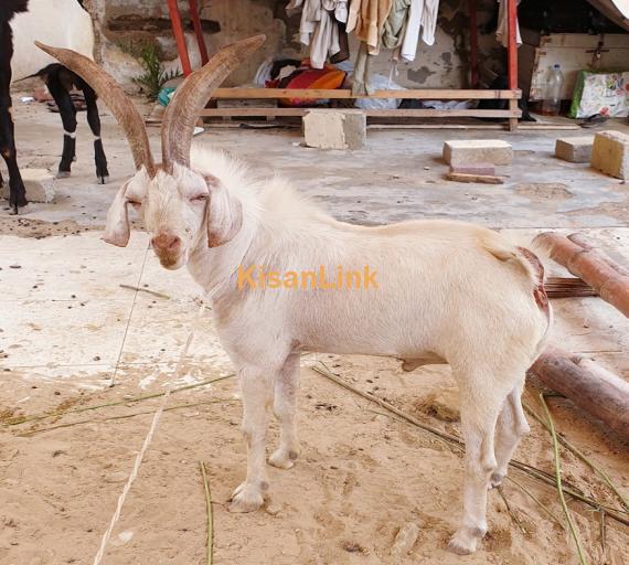 Goat For Sale