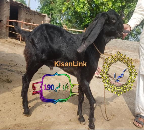 Goat For Sale