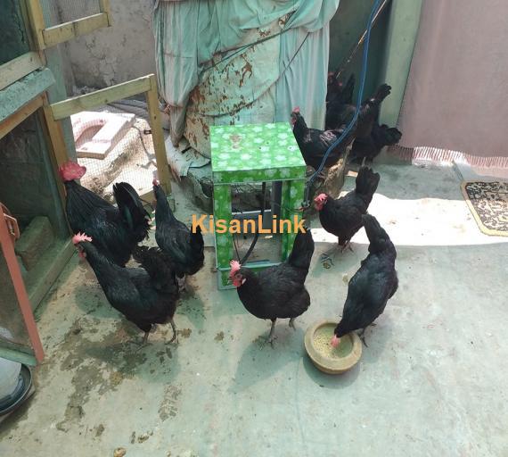 Hens For Sale