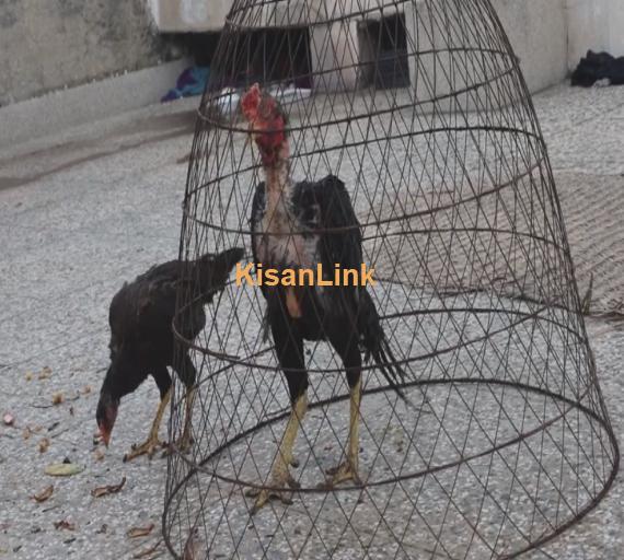 Aseel For Sale