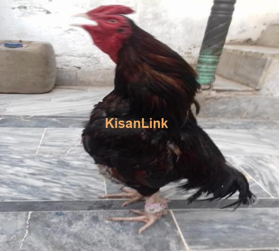 Aseel For Sale