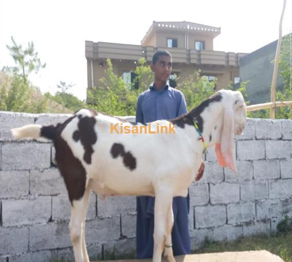 Goat For Sale