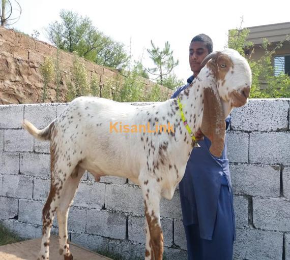 Goat For Sale