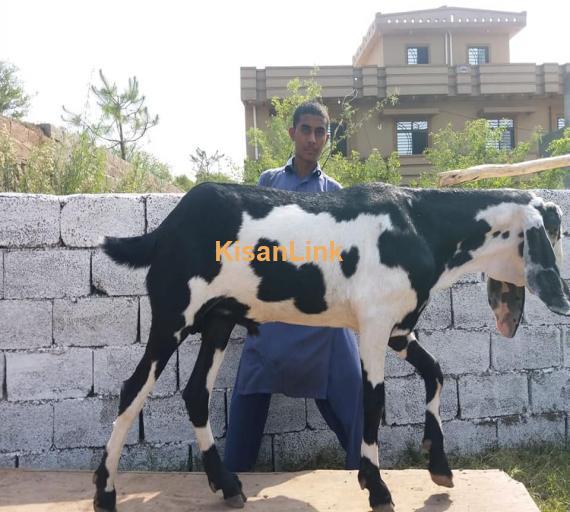 Goat For Sale