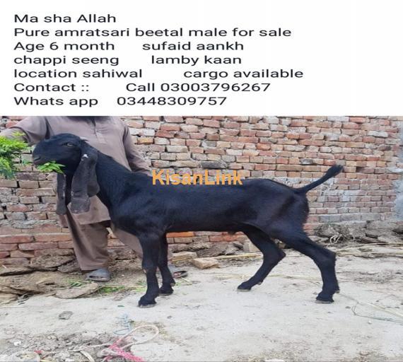 Goat For Sale