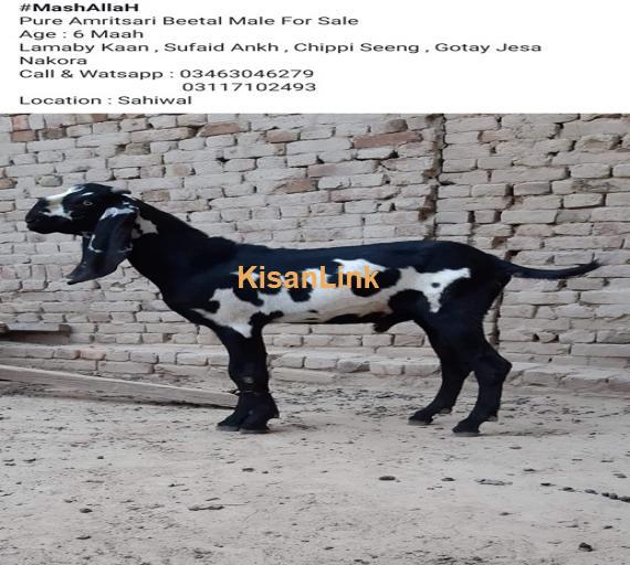 Goat For Sale
