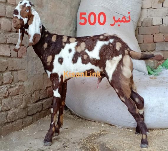 Goat For Sale