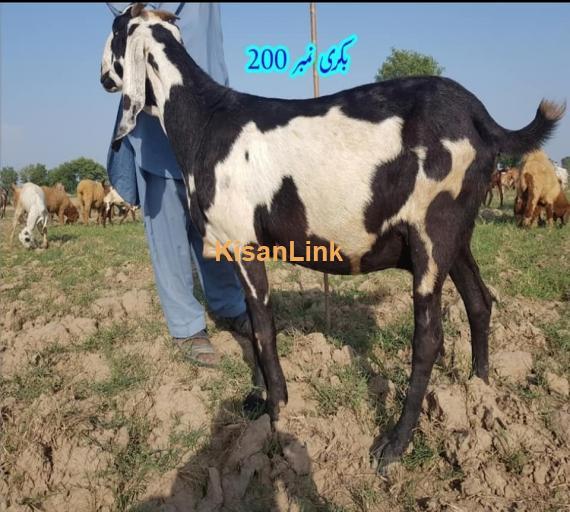 Goat For Sale