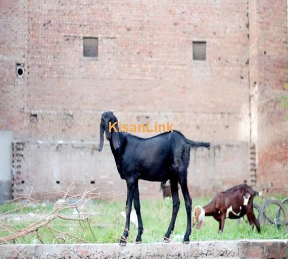 Goat For Sale
