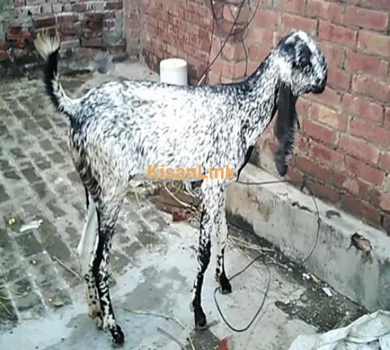 Goat For Sale