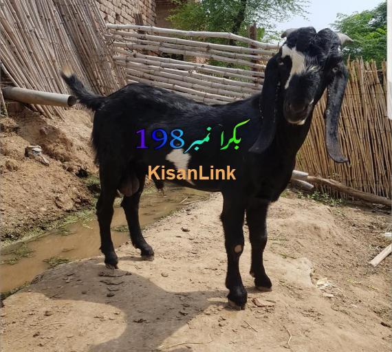 Goat For Sale
