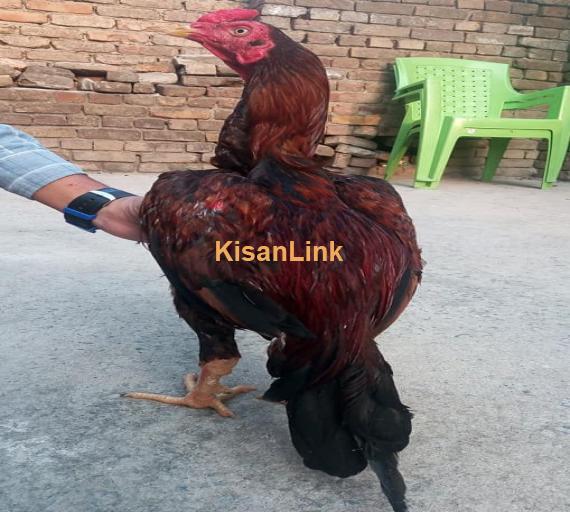 Aseel For Sale