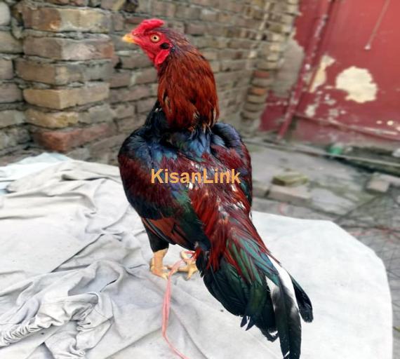 Aseel For Sale