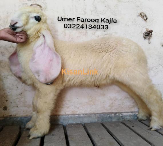 Sheep For Sale