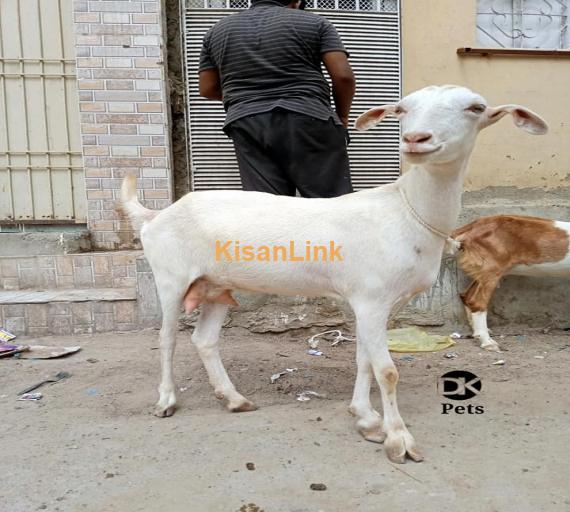 Goat For Sale