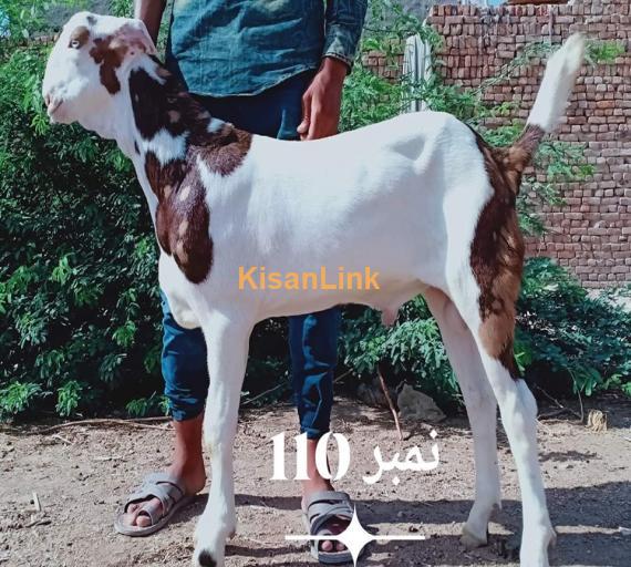 Goat For Sale