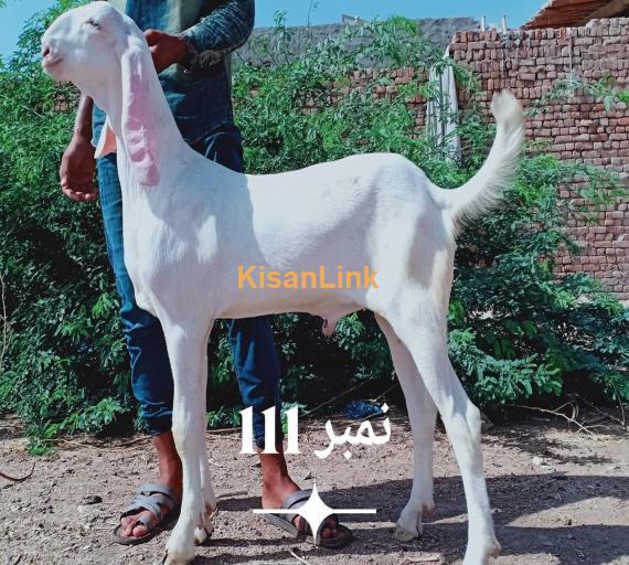 Goat For Sale
