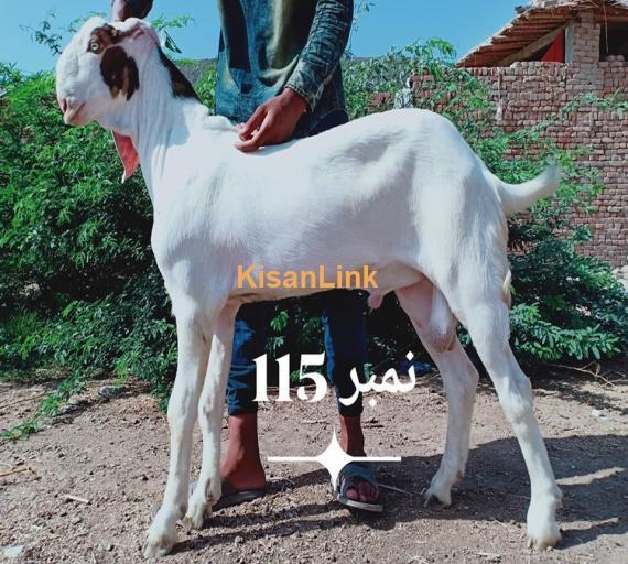 Goat For Sale