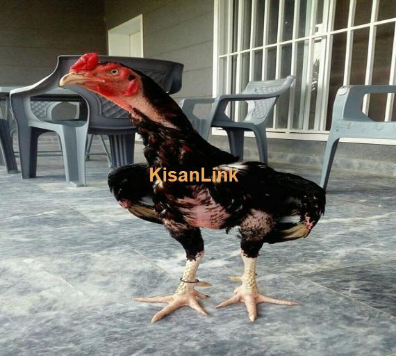 Aseel For Sale
