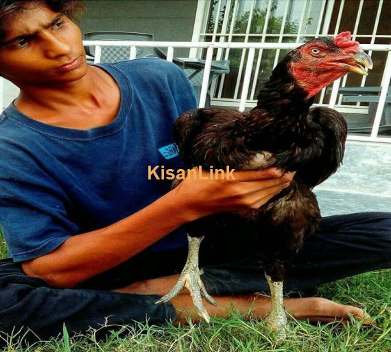 Aseel For Sale