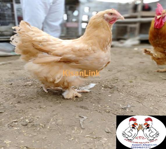 Hens For Sale