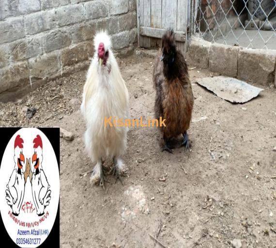 Hens For Sale