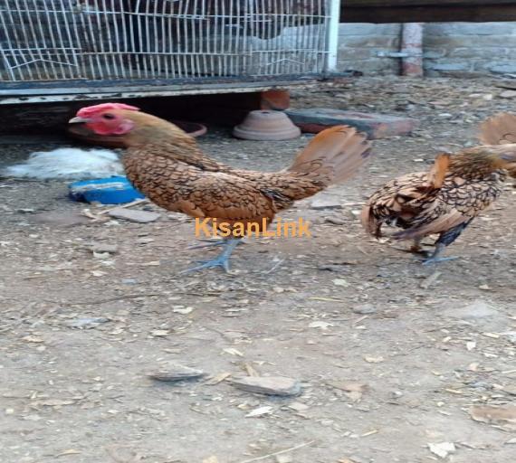 Hens For Sale