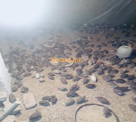 Quail ( Batair) For Sale