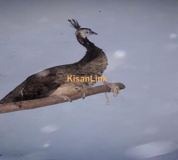 Peacock For Sale