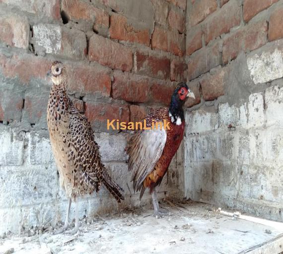Pheasant For Sale