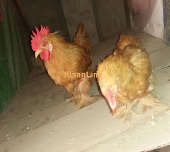 Hens For Sale