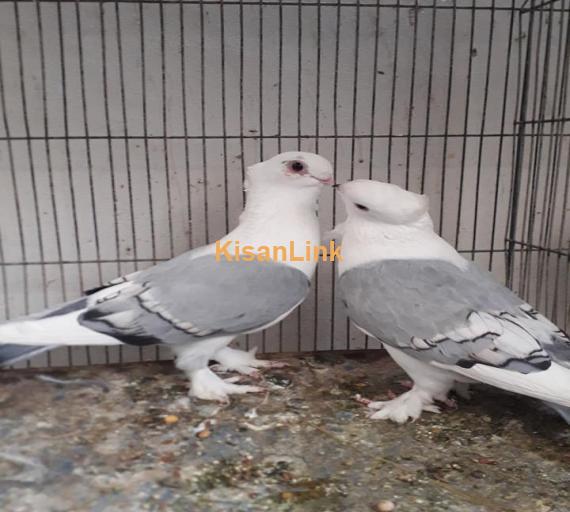 Parrots For Sale