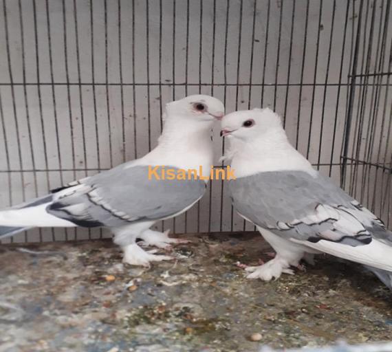 Parrots For Sale