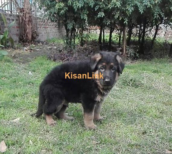 German ShepharD Puppy For Sale