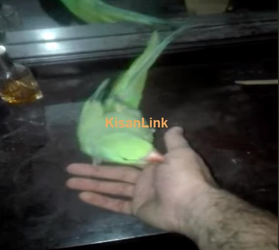 Parrot For Sale