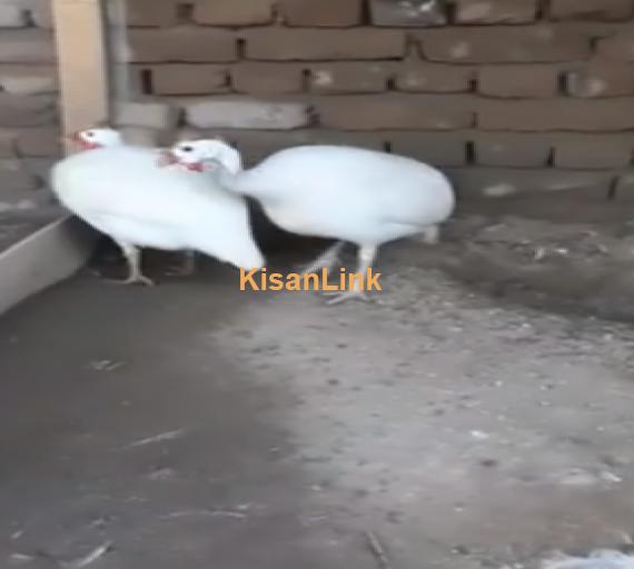 Birds For Sale